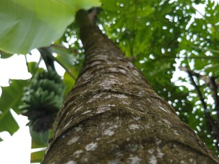 Fototapeta premium Low angle shot of a papaya tree showing rough trunk texture and green unripe papaya fruits with natural leaves and sky background, captured from a ground-up perspective