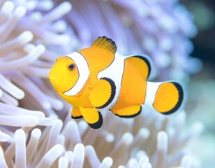 clown fish aka clownfish, AI generated