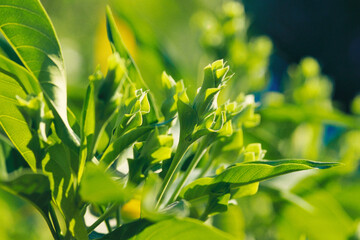green leaves nature abstracts backgrounds