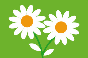 White Daisy Flowers on Green Background