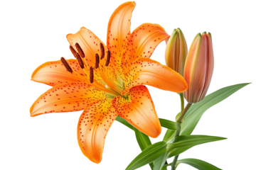 High-resolution vibrant orange tiger lilies isolated on transparent PNG background, ideal floral cutout for wedding invitations, sublimation prints, scrapbooking and digital design projects