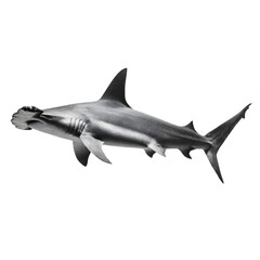 Obraz premium Hammerhead shark swimming gracefully in clear ocean waters with vibrant coral reefs in the background