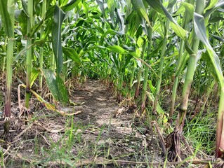 row of corn plant