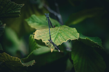 Libelle auf kleinem Ast 