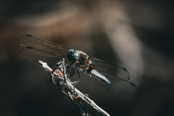 Libelle auf kleinem Ast 