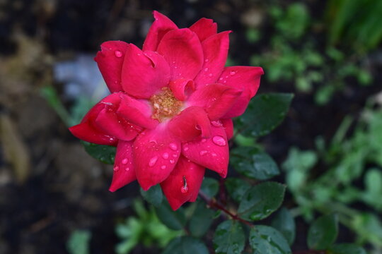 Red rose with green leaves outside