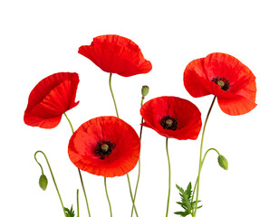 Obraz premium Four red flowers with green stems 