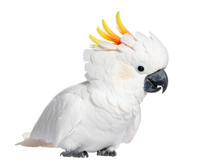 Red crested cockatoo on transparent or transparent background