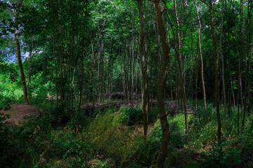 Scenic view of a dense green forest with tall, thin tree trunks and lush foliage. The image...