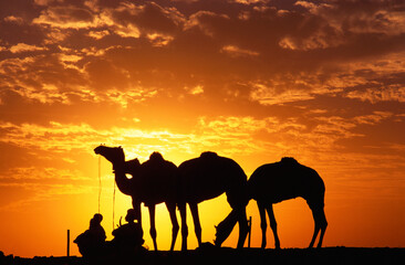 Fototapeta premium camels at Sunset, Pushkar fair, Rajasthan, India