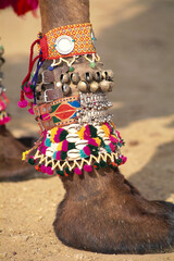 camel hooves in camel decoration completion, Desert Festival, Jaisalmer, Rajasthan, India