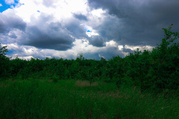 Scenic view of a dense green forest with tall, thin tree trunks and lush foliage. The image...