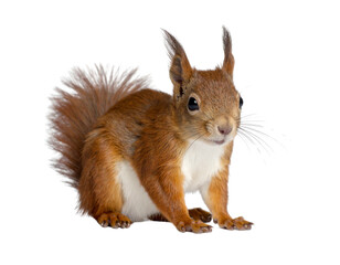Obraz premium Small brown squirrel with a white belly sits on a transparent background