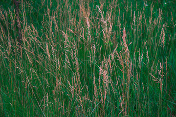Close-up of dry wild grass or tall hay-like plants standing against a blurred background of green grass in a meadow. Natural rural landscape element, symbolizing summer, growth, and countryside calmne
