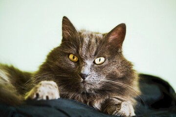 Close-up of gray cat with gren eyes