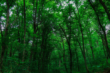Fototapeta premium Scenic view of a dense green forest with tall, thin tree trunks and lush foliage. The image captures the natural beauty and calm atmosphere of the woods, ideal for concepts of nature, wilderness