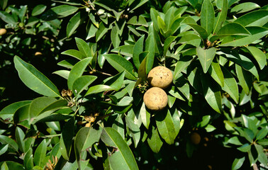 Fruits chickoo growing on tree