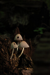 Three Small Delicate Mushrooms With Light Caps Sprouting From A Dark Decaying Tree Stump In A Shady...