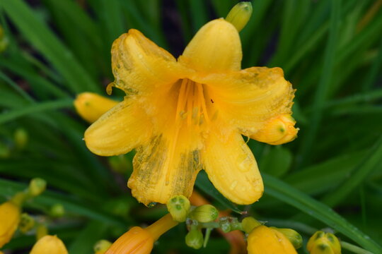 Flowers, Yellow, Green 