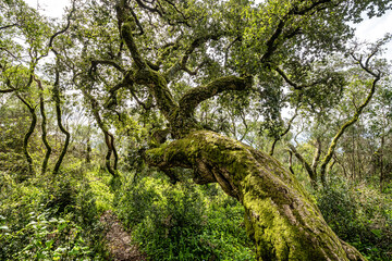 Ancient oak forest of Bussaco, in Luso, Aveiro in Portugal. Trail between trees. Stairs in forest. Forest footpath.