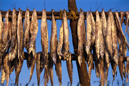 Rows of dry fish eel at Alibaug beach, Raigad, Maharashtra, India