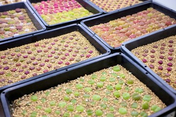 Seedling Propagation: Lithops Plants Thriving in Controlled Environments