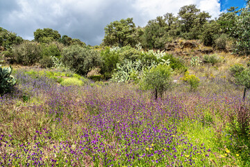 Obraz premium Hiking along the river Vascao located near Gioes in the Algarve region in Portugal.