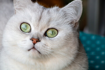 portrait of white cat