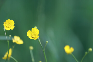 Small Yellow Buttercup Flowers With Thin Stems Against A Heavily Blurred Green Field Background Creating A Soft Bokeh Effect.