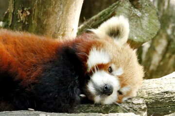 panda