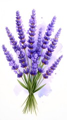 Naklejka premium Cozy watercolor sketch of lavender flowers depicted in a vintage-inspired muted style