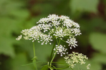 Close Up Of A White Umbel Shaped Wildflower Cluster (Possibly Cow Parsley Or Goutweed) Against A Soft Green Foliage Background.