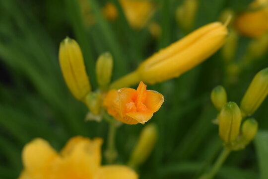 Flowers, Yellow, Green 