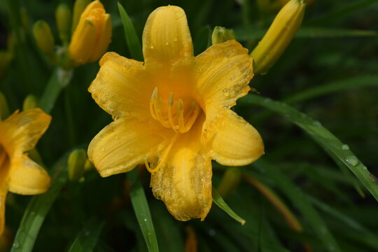 Flowers, Yellow, Green 