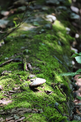 A Single Shelf Fungus (Bracket Fungus) Growing On A Long Fallen Log Covered In Lush Green Moss,...