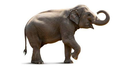 Obraz premium Side View of an Asian Elephant Isolated on a White Background