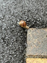 petit escargot bitume nature vie 