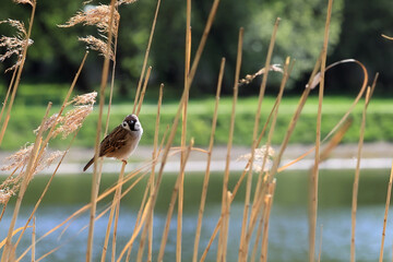 A Small Eurasian Tree Sparrow Perched On A Tall Dry Reed Stalk, With A Blurred Lake And Green Trees In The Background.