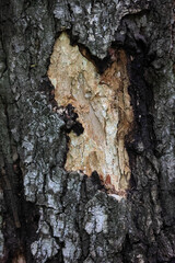 Vertical Close Up Of A Birch Tree Trunk Highlighting Damaged Bark And Exposed Lighter Colored Wood...