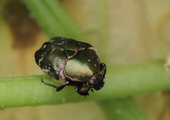  beetle on a leaf