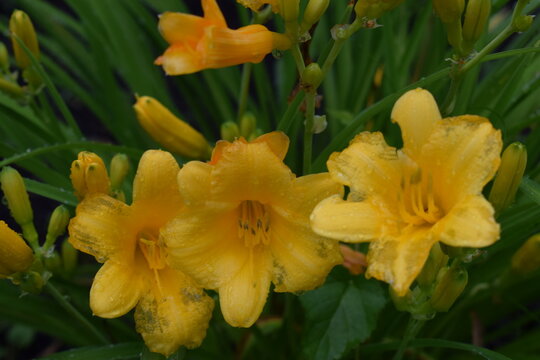 Flowers, Yellow, Green 