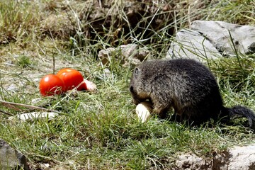 marmotte