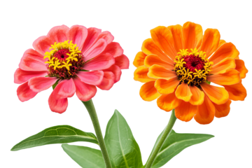 High-resolution zinnia flower cluster PNG with transparent background, perfect for seamless floral cutouts and digital design projects