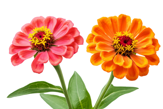 High-resolution zinnia flower cluster PNG with transparent background, perfect for seamless floral cutouts and digital design projects