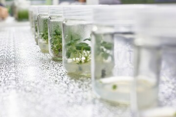 Plant Tissue Culture Aseptic Technique Cultivation Lab Experiment