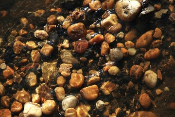 black pepper background