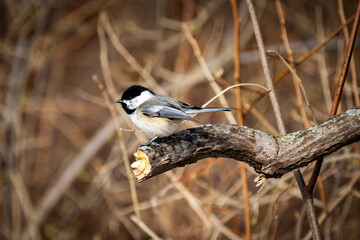 black-capped chickadee perched on a branch