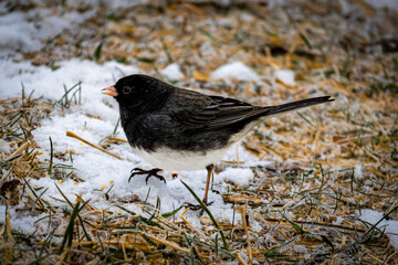 dark-eyed junco standing in the snow