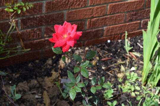 Red rose in the garden