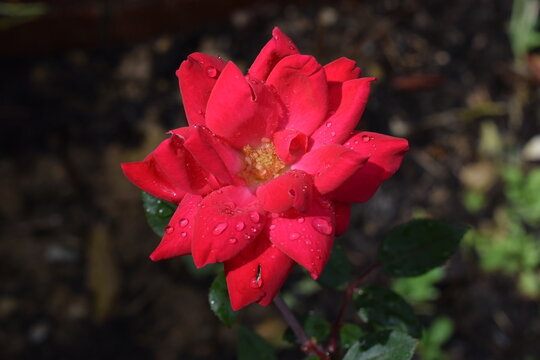 Red rose outside